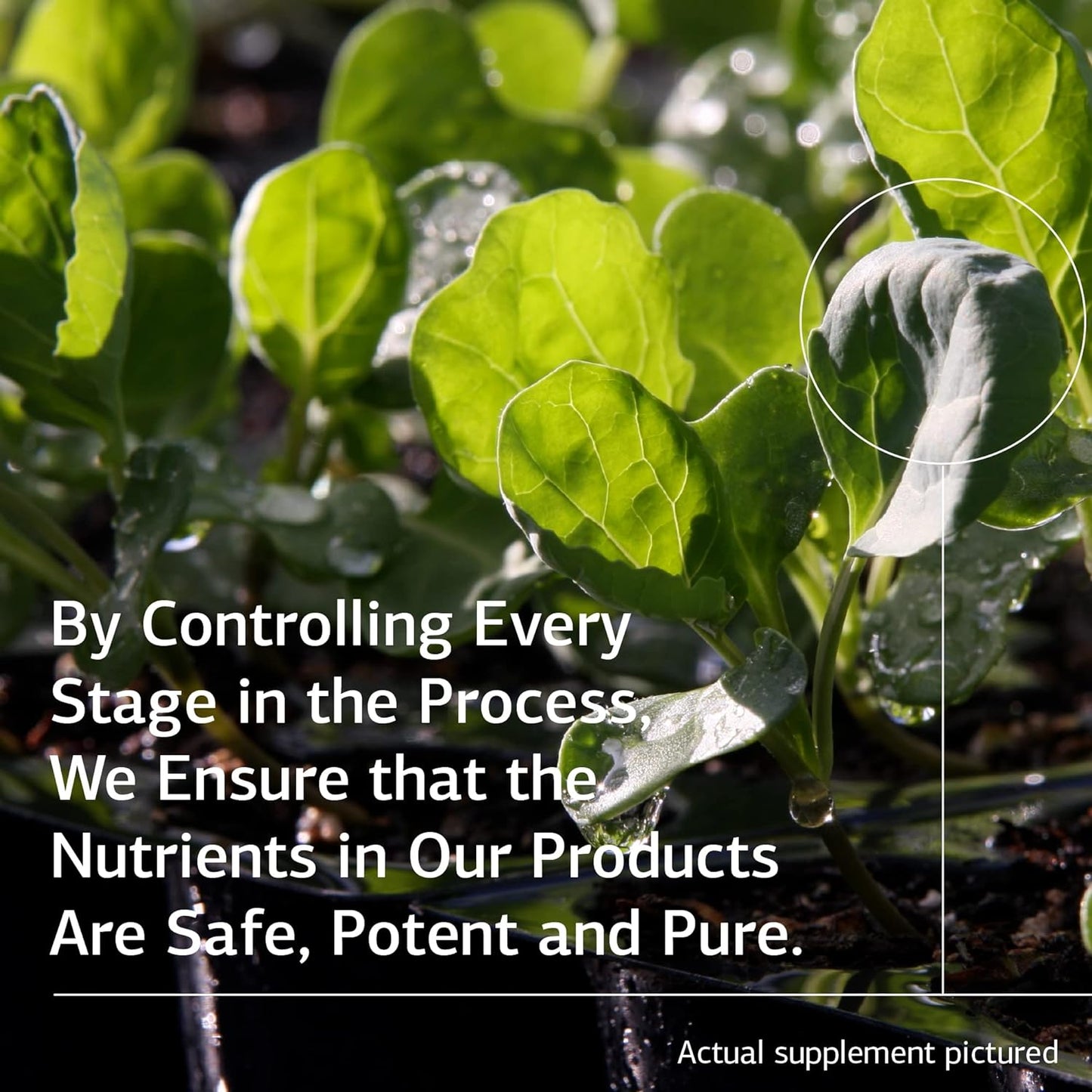 Standard Process Congaplex, 90 Tablets